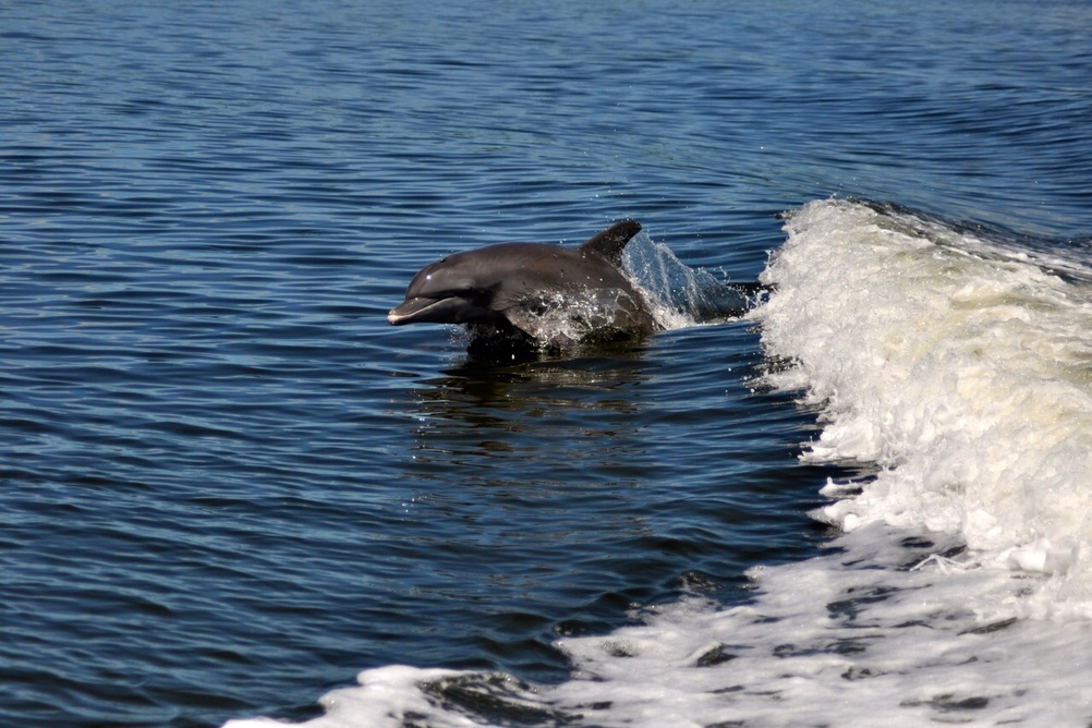 4-stündige Delfintour